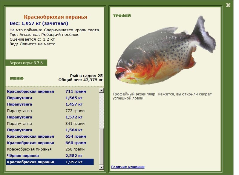 Краснобрюхая пиранья 