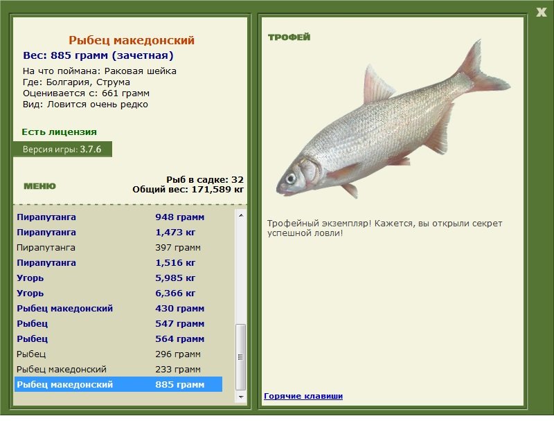 Рыбец македонский 