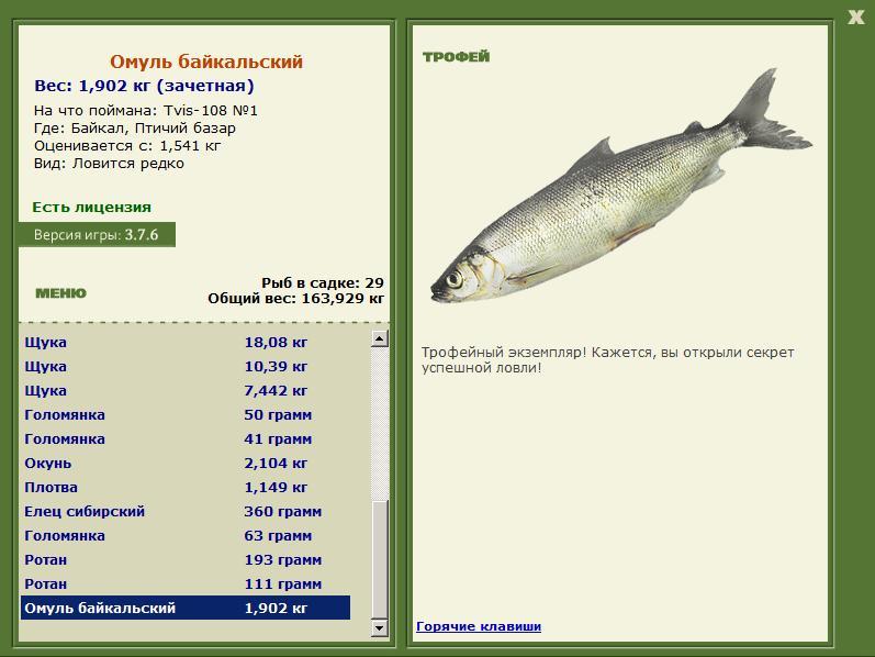 Омуль Байкальский 