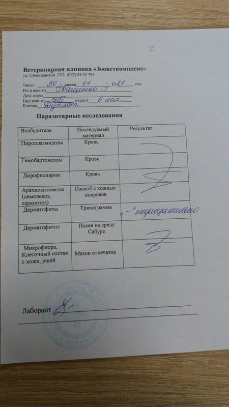 Финансовый отчет брошенных щенков с Ласточки 