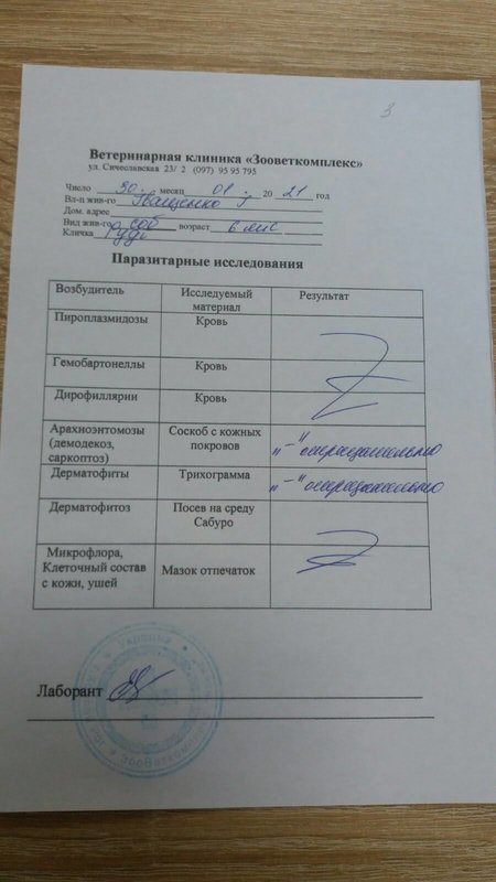 Финансовый отчет брошенных щенков с Ласточки 