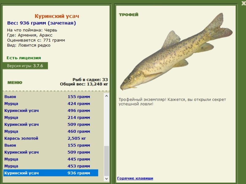 Куринский усач 