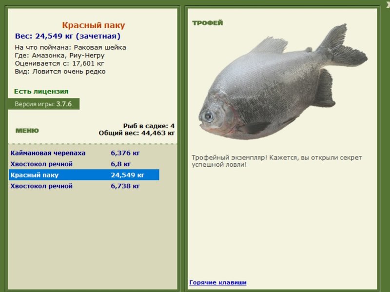 Красный паку 