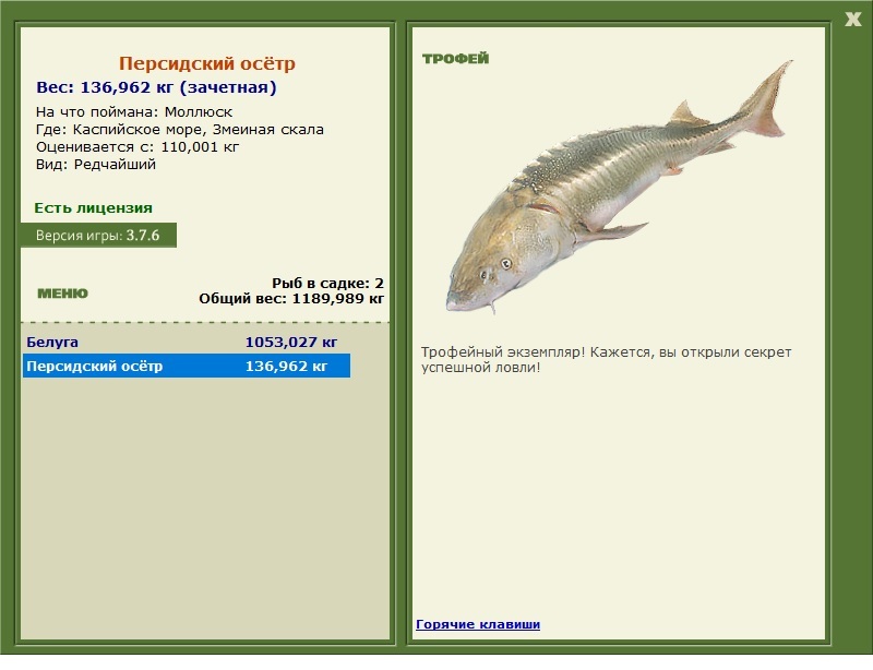 Персидский осётр 