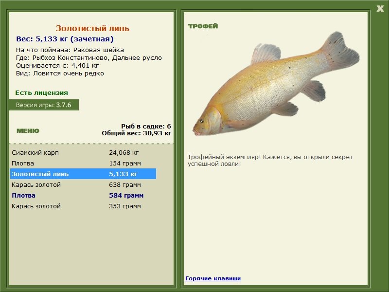 Золотистый линь 