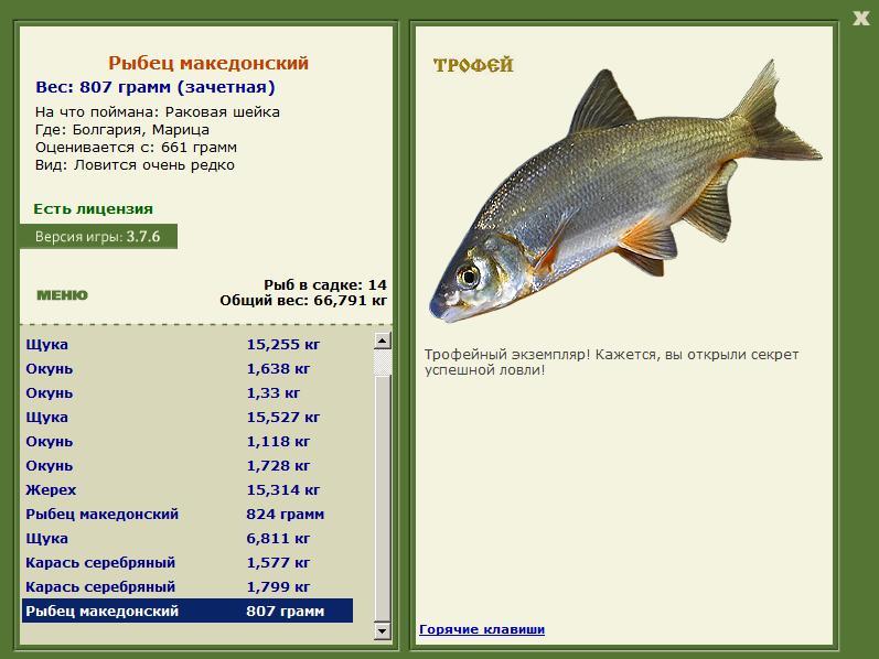 Рыбец македонский 