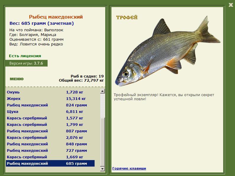 Рыбец македонский 