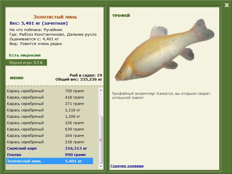 Золотистый линь 