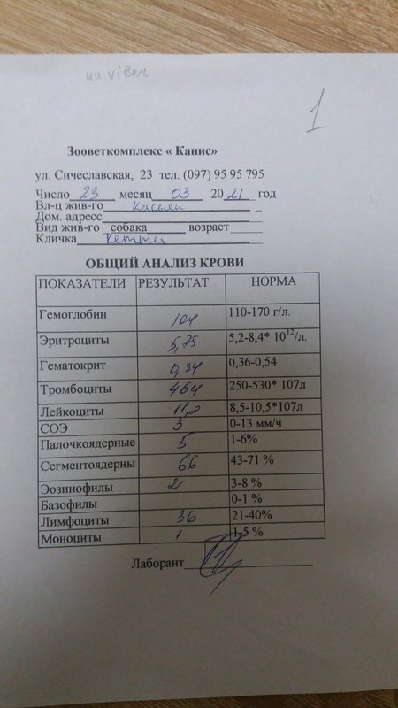 Финансовый отчет Кэтти (щенок с пироплазмозом) 