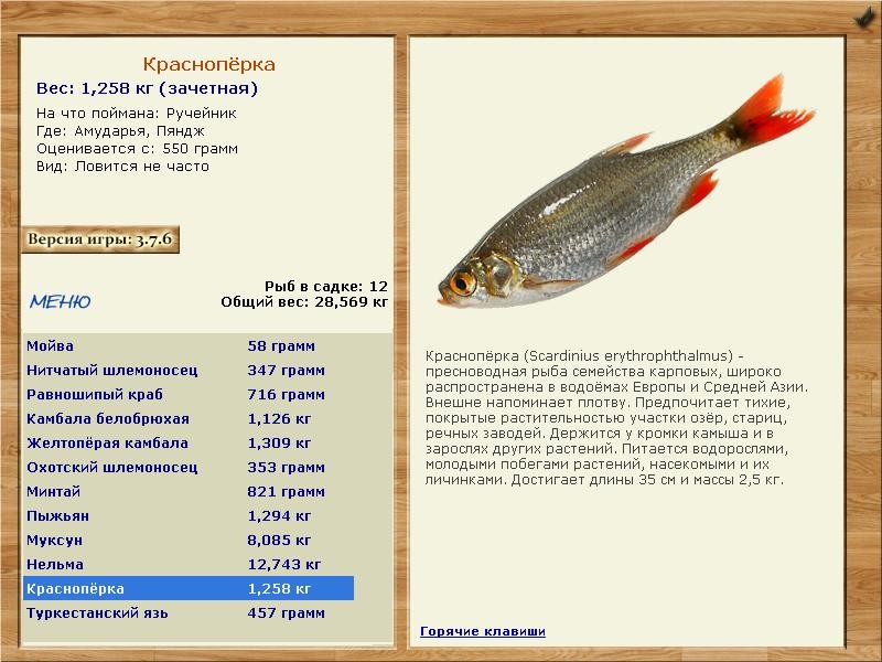 Пяндж 