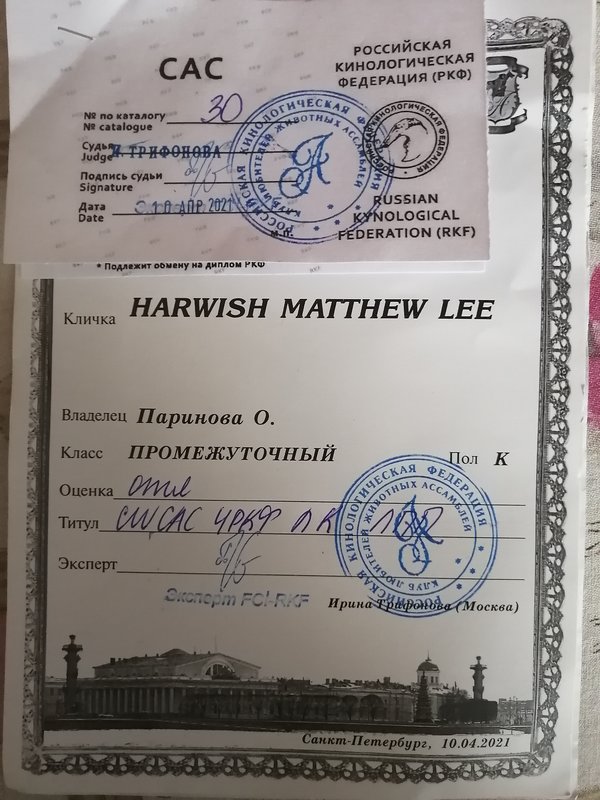 ФОРУМ ЛЮБИТЕЛЕЙ КОЛЛИ И ШЕЛТИ 