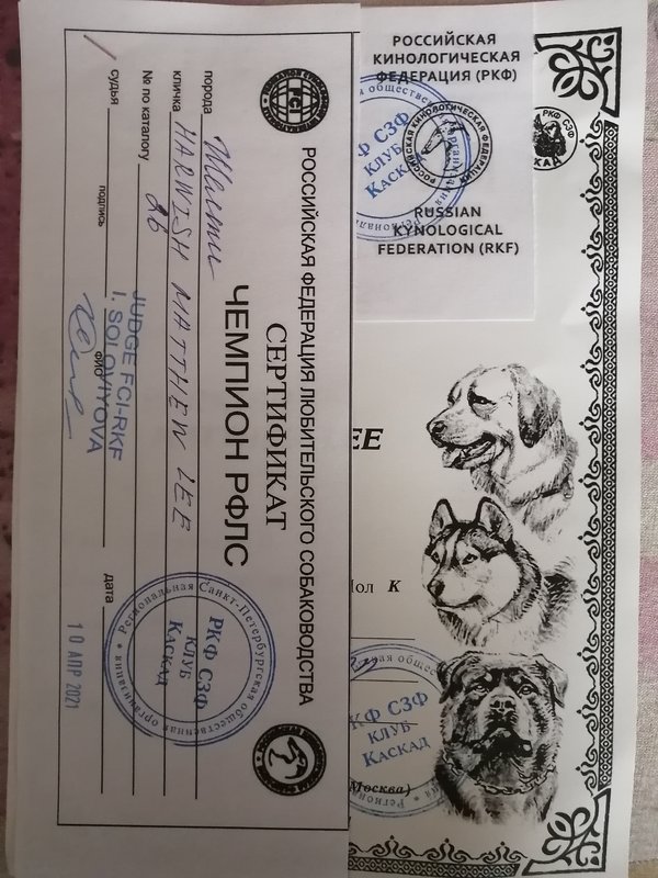 ФОРУМ ЛЮБИТЕЛЕЙ КОЛЛИ И ШЕЛТИ 