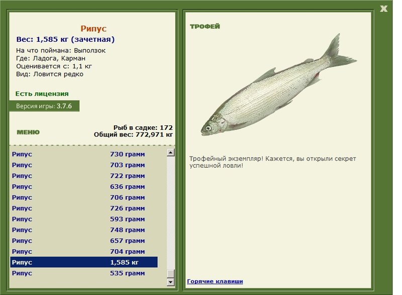 Рипус 