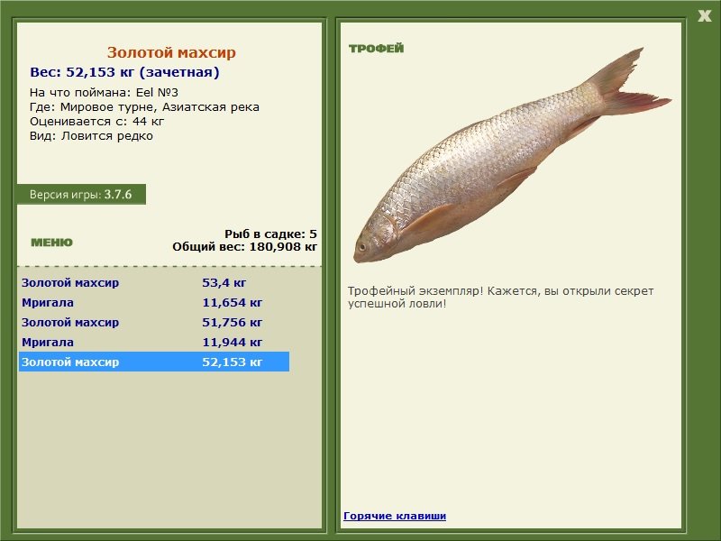 Золотой махсир 