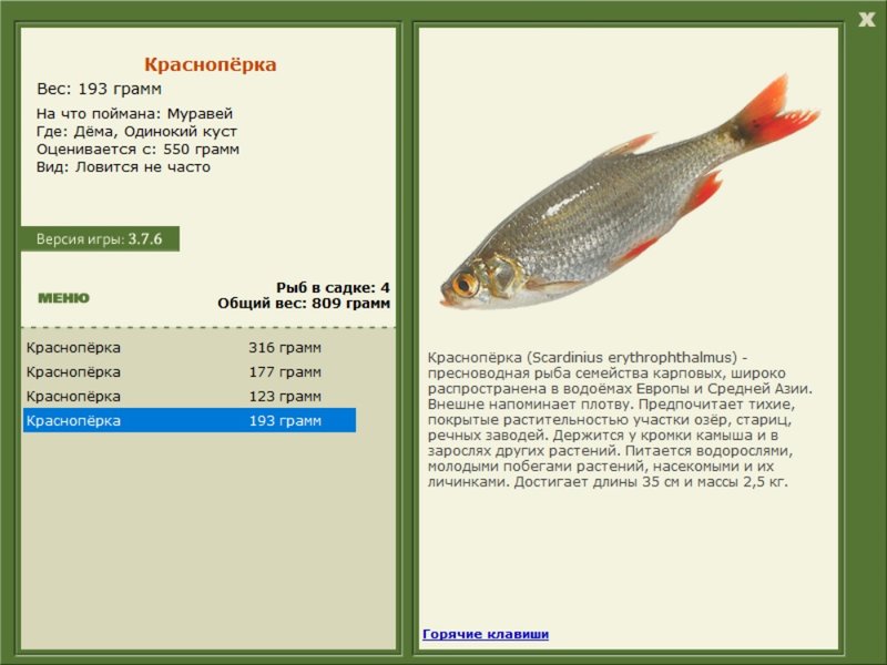 Одинокий куст 