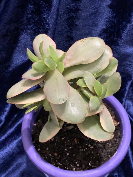 Crassula atropurpurea var.platyphylla variegata.