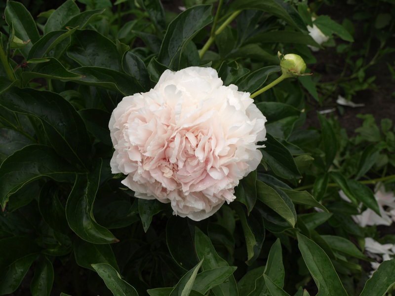 Пионы травянистые