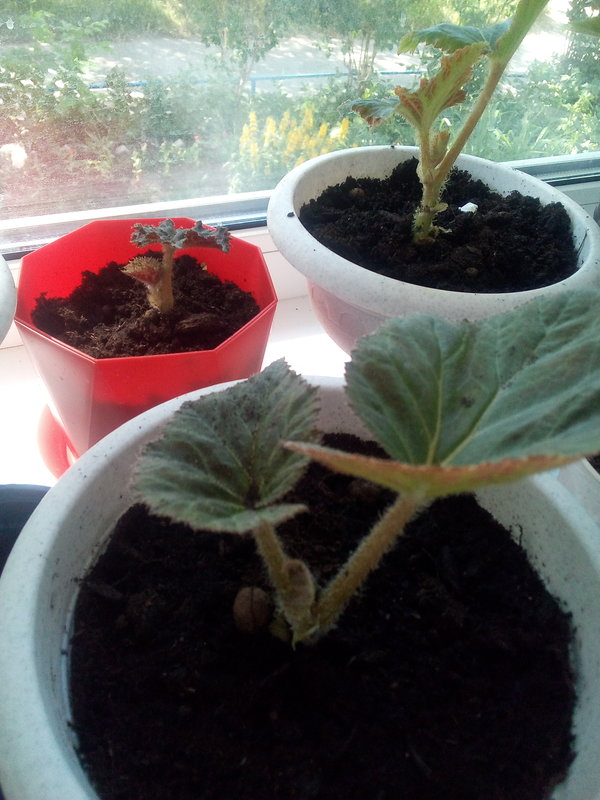 Как разместить фотографии в сообщениях форума