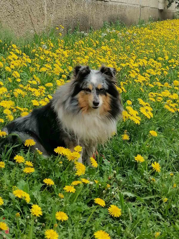 ФОРУМ ЛЮБИТЕЛЕЙ КОЛЛИ И ШЕЛТИ • Просмотр темы Ветераны и