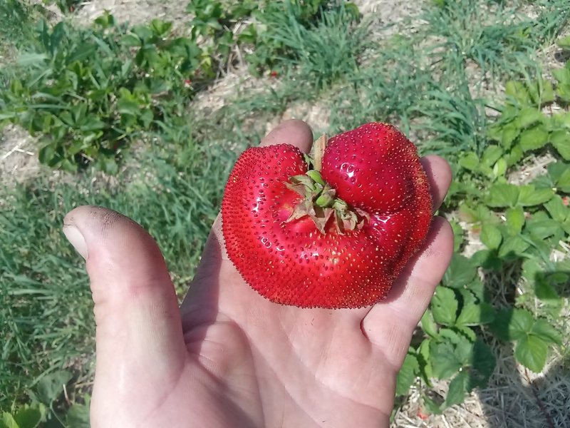 Наш сад и огород
