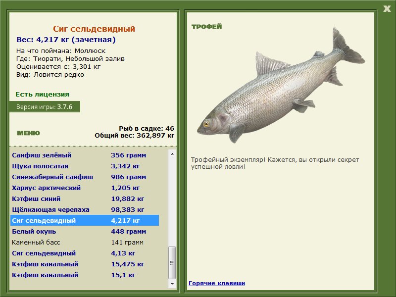 Сиг сельдевидный 