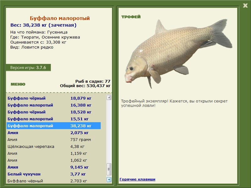 Буффало малоротый 