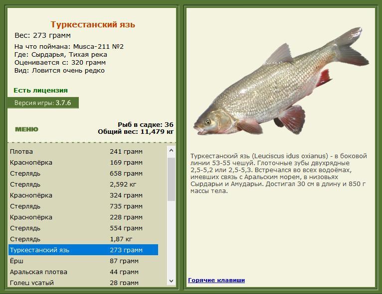 Сырдарья 