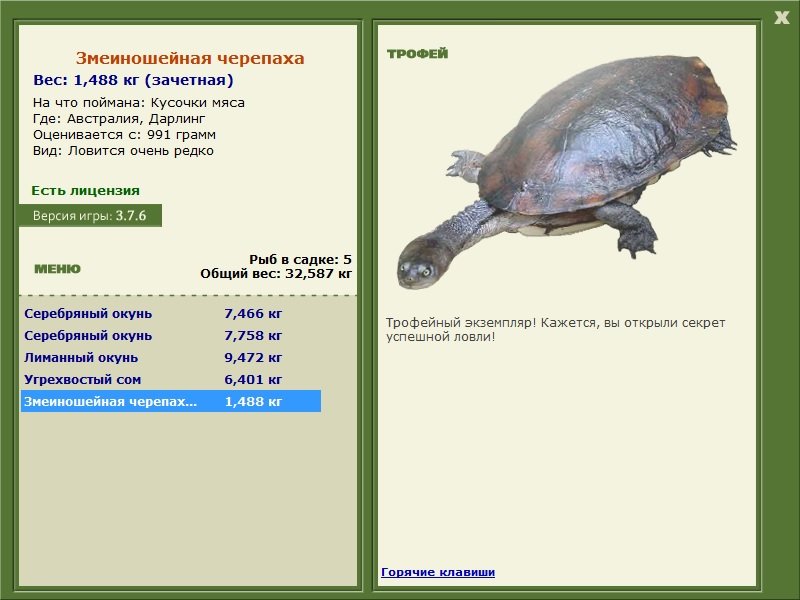 Дарлинг 