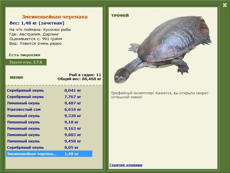 Дарлинг 