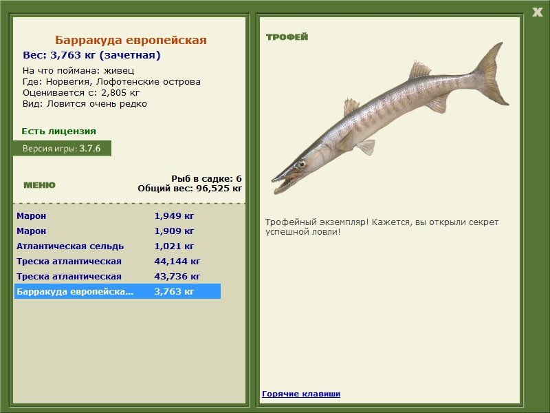 Барракуда европейская 