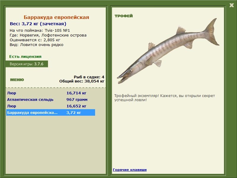 Барракуда европейская 