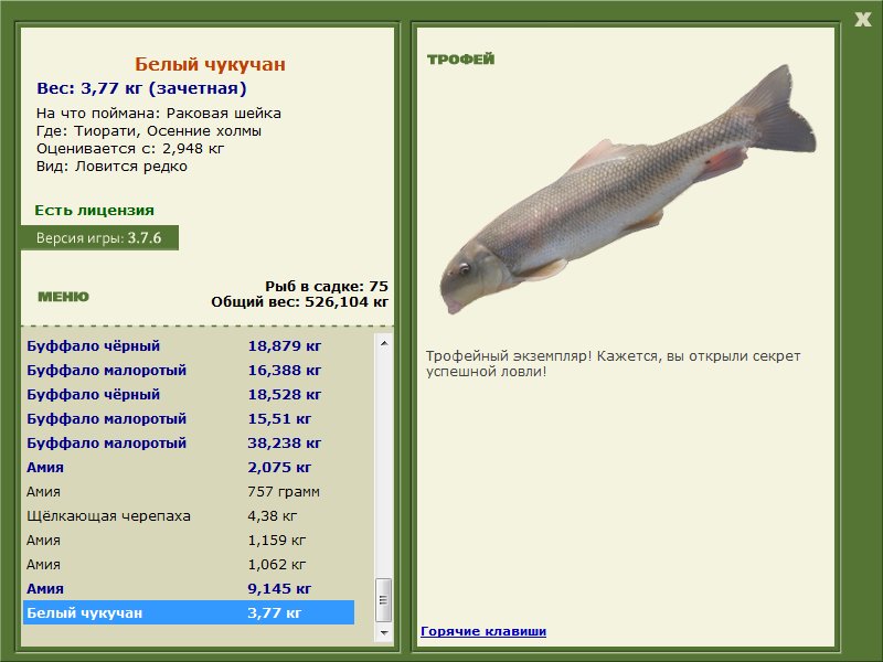 Белый чукучан 