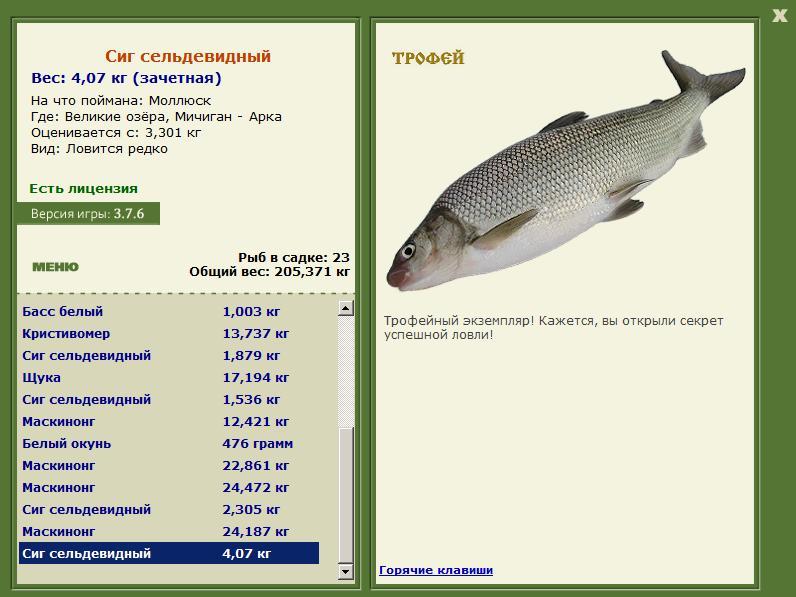 Сиг сельдевидный 