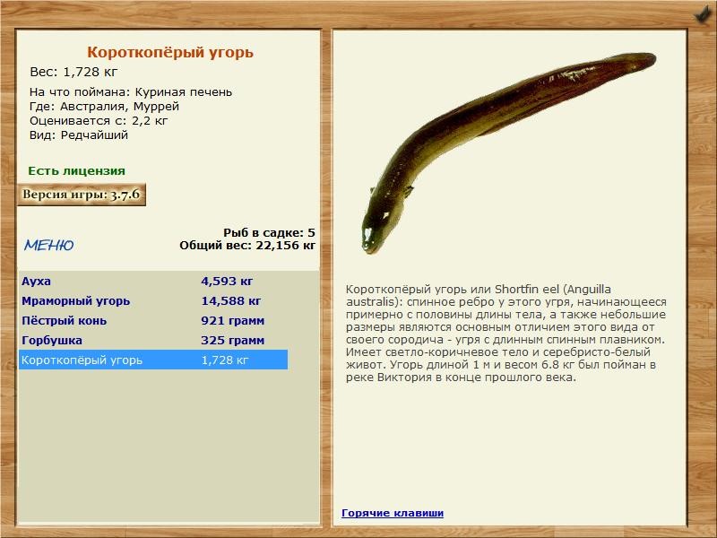 Муррей 