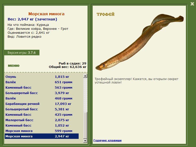 Морская минога 