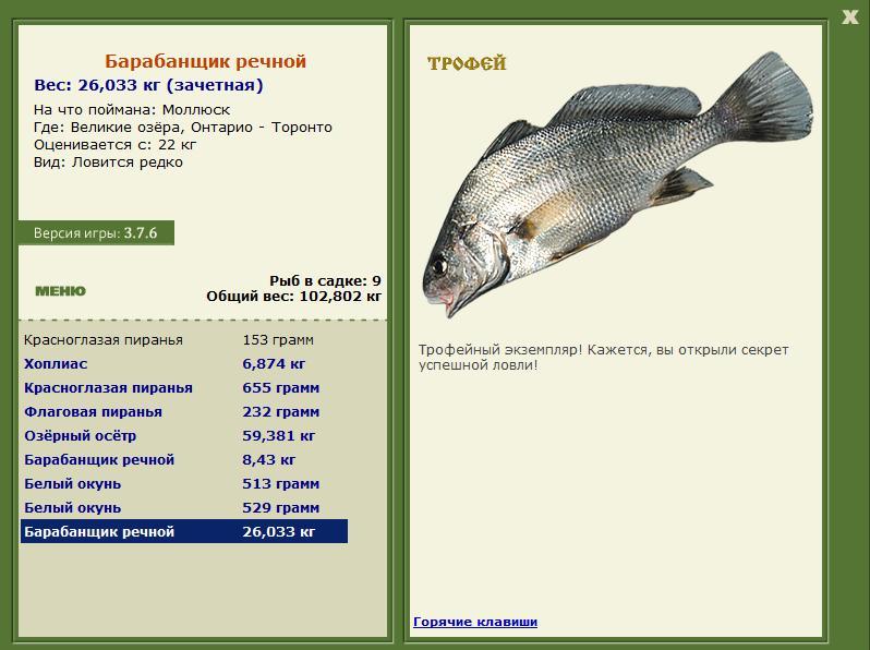 Барабанщик речной 