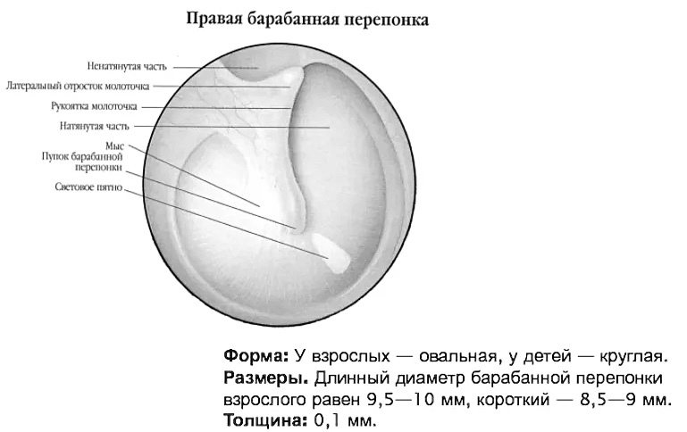 Что эффективнее по отдаче басов?