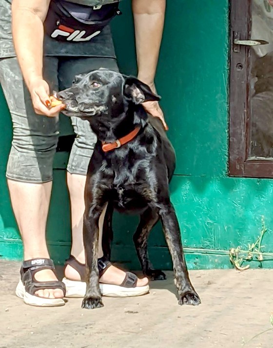  беременная подмашинница с переломами • Темы животных