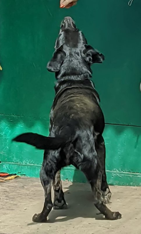  беременная подмашинница с переломами • Темы животных