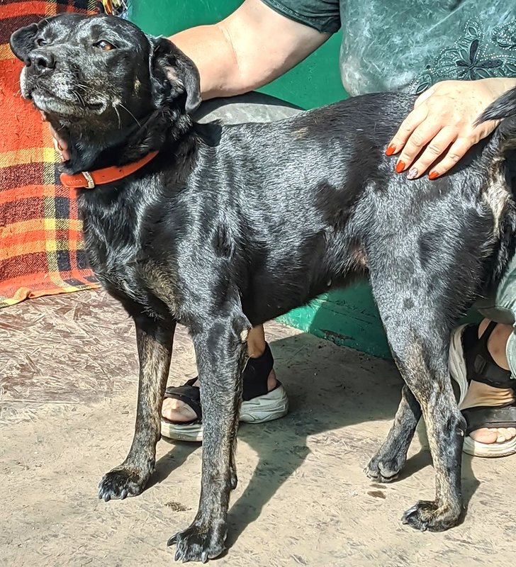  беременная подмашинница с переломами • Темы животных