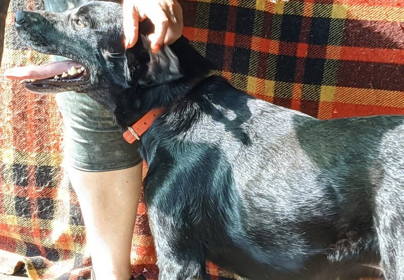  беременная подмашинница с переломами • Темы животных