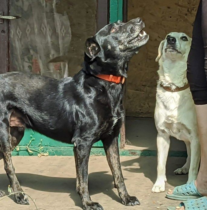  беременная подмашинница с переломами • Темы животных