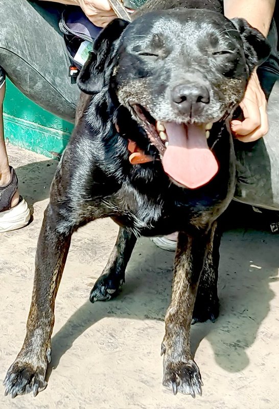  беременная подмашинница с переломами • Темы животных