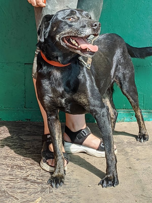  беременная подмашинница с переломами • Темы животных