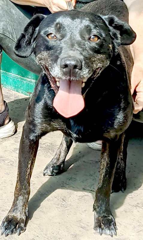  беременная подмашинница с переломами • Темы животных