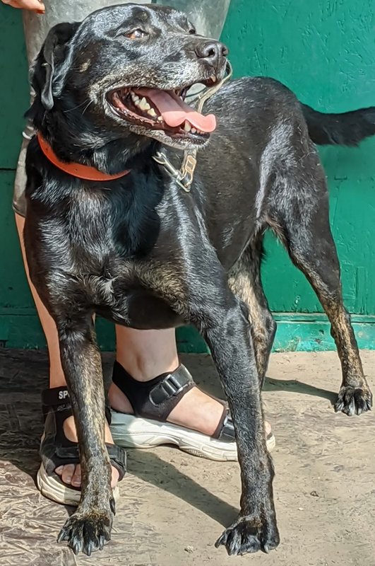  беременная подмашинница с переломами • Темы животных