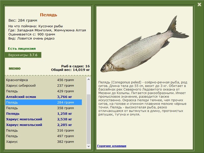 турниры • РУССКАЯ РЫБАЛКА