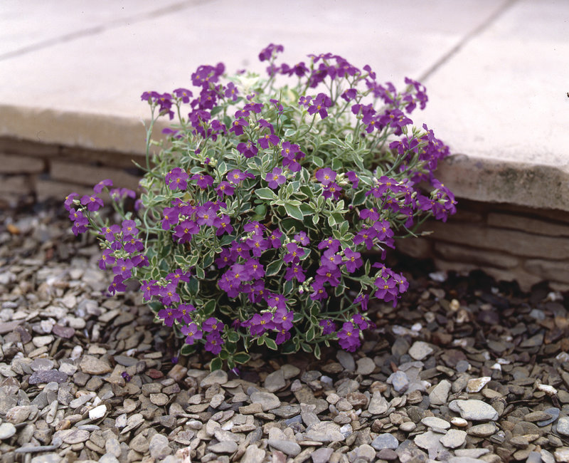 Обсуждаем Guido van de Steen (Бельгия)