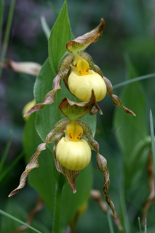 Венерины Башмачки Frosch  весна и осень 2022