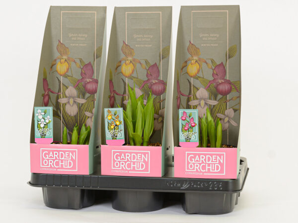 Венерины Башмачки Frosch  весна и осень 2022